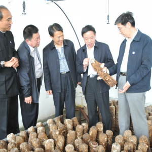 �����ί��ί�����񡢸���ί���˿�ʵ�ص�����������ģʽ��