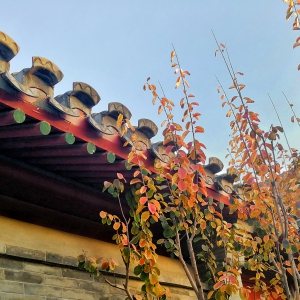 ������Ʒ������ǽ��ɫ