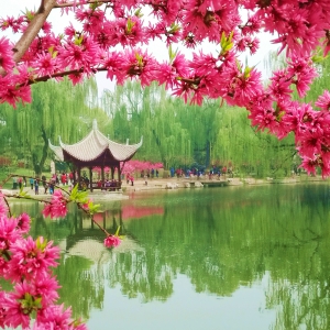 ��ѩ����Ʒ�������绨����